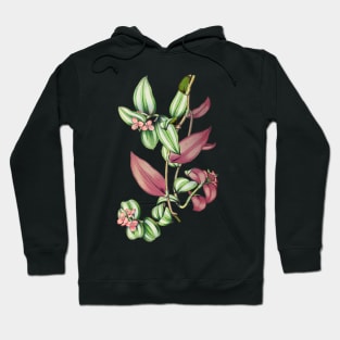 Tradescantia zebrina - Revue horticole - Botanical Illustration Hoodie